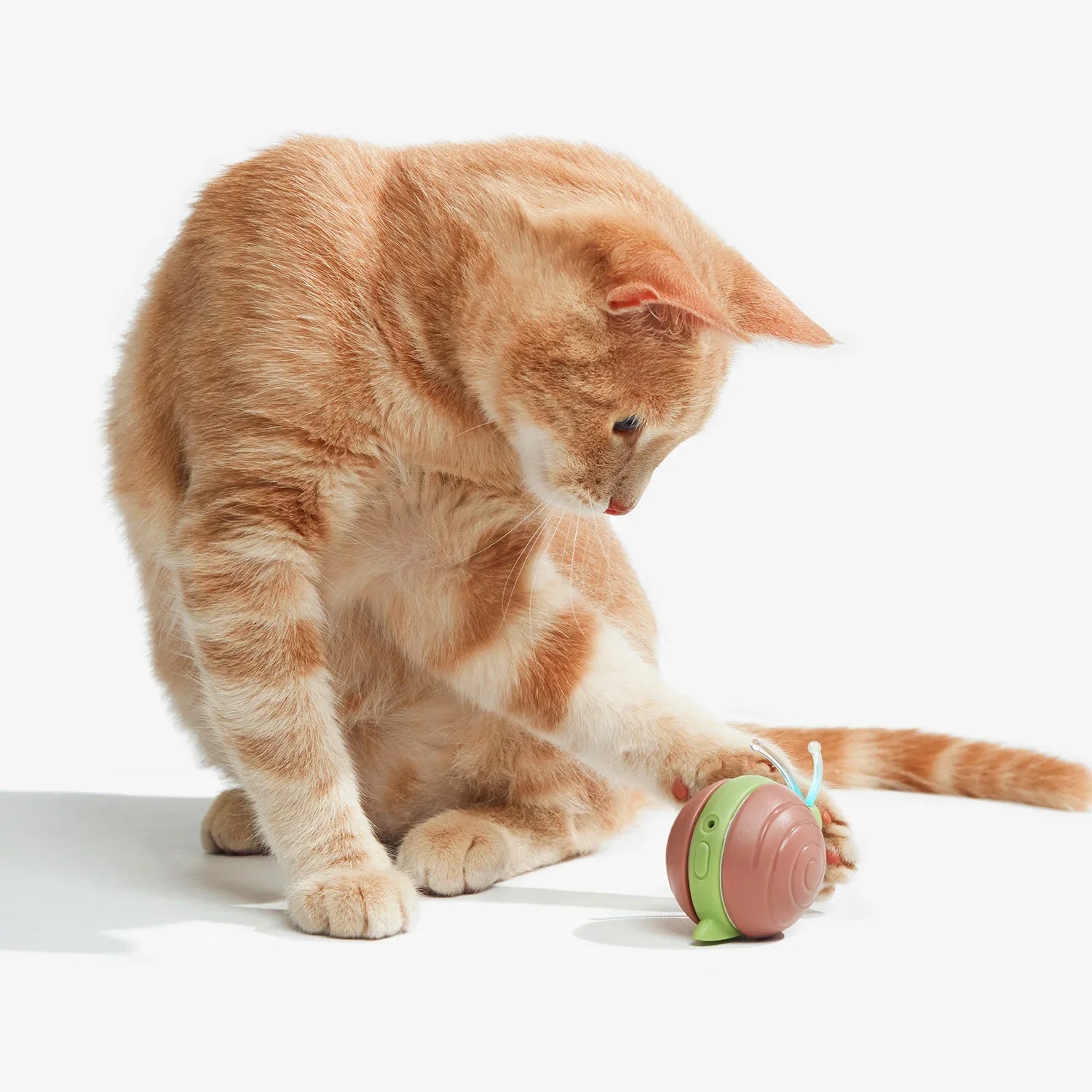 Cat Toys
