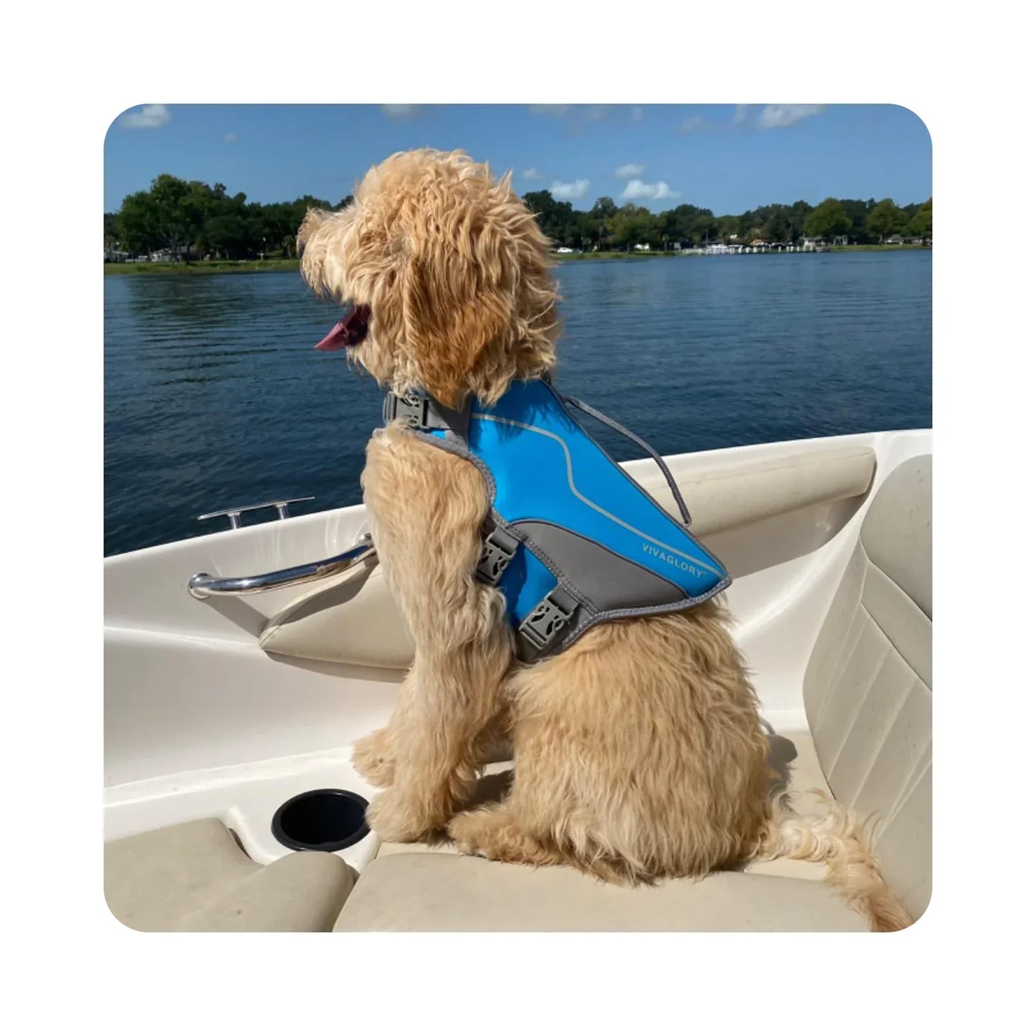 Dog Lifevests and Cooling Apparel